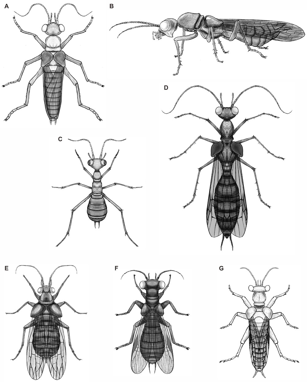 奇翅科复原图(黎家豪绘制)