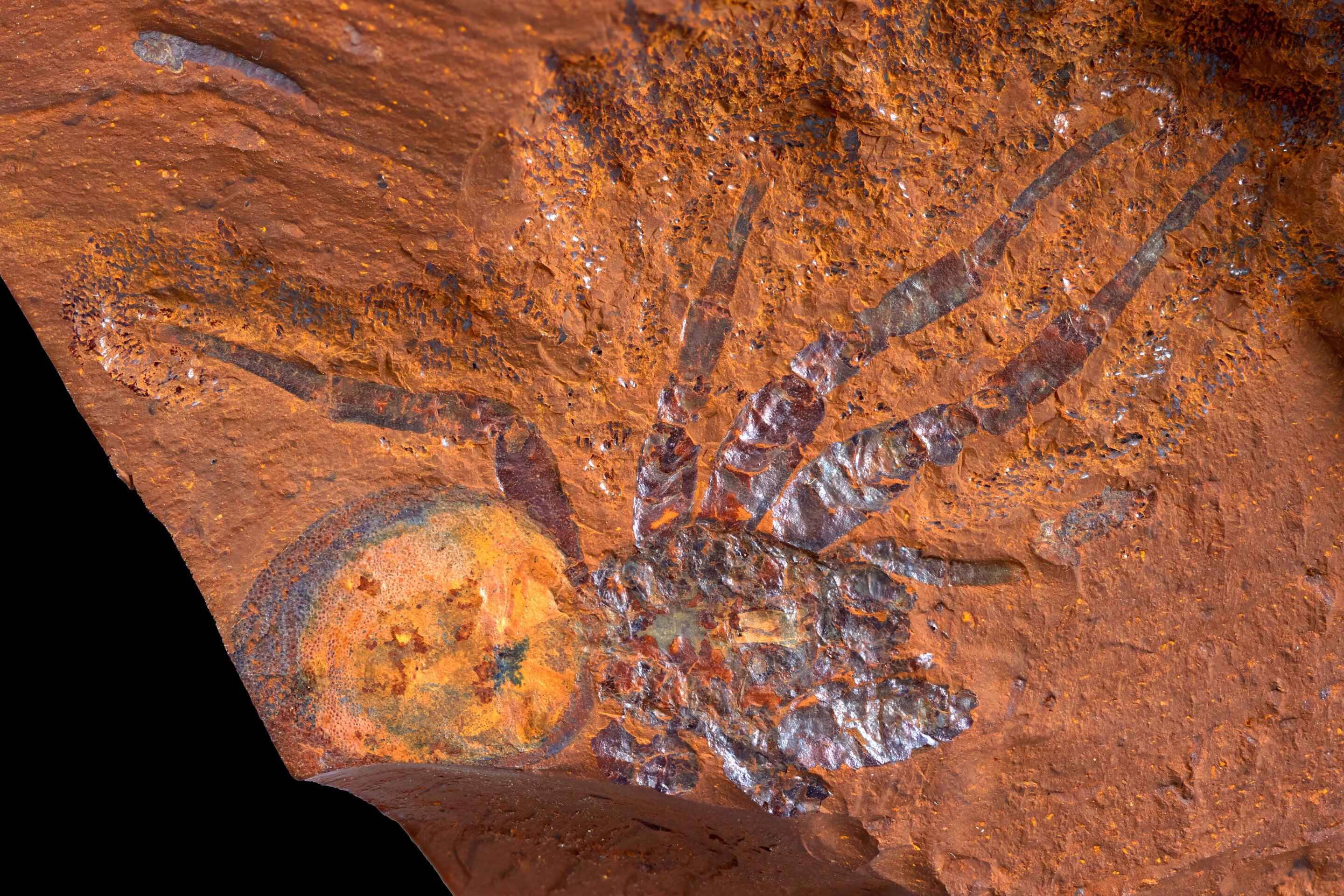 中新世蜘蛛化石揭示澳大利亚古老热带雨林生态系统