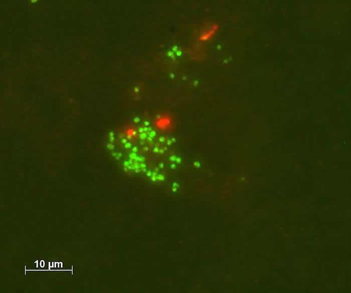 一种生活在海洋深处最黑暗地方的微生物不通过光合作用就能产生氧气