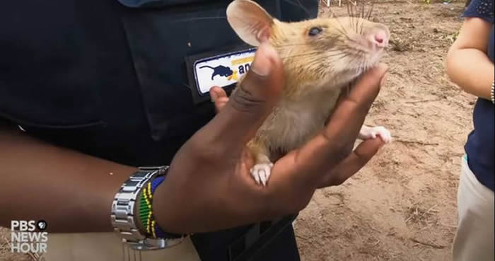 甘比亚巨鼠！比利时慈善组织APOPO训练的扫雷鼠Magawa5年狂扫上百颗地雷