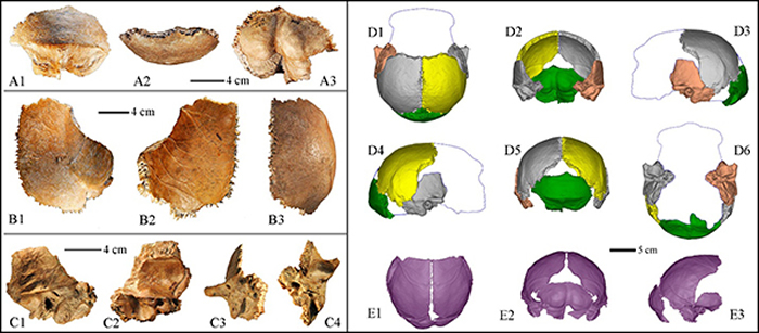 图2. 许家窑人头骨化石碎片及其复原的头骨和颅内模（吴秀杰供图）