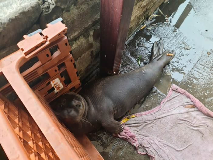 想喝一杯?海豹宝宝现身英国英格兰布里斯托尔酒吧门口