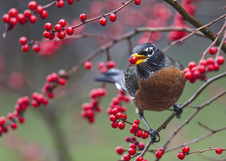 一只美国知更鸟在吃冬莓。像知更鸟这样的小型鸟类通常会在相对较短的距离内传播种子。(Credit: Paul D. Vitucci)