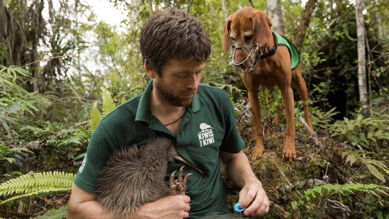 新西兰保育工作犬Rein在11年里救援1700只濒危奇异鸟 光荣退休最爱窝沙发睡觉