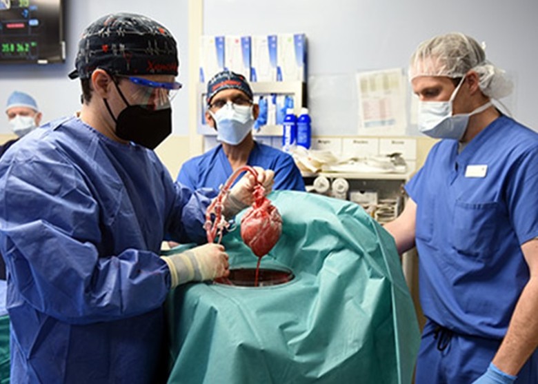 美国马里兰大学医学中心完成全球首宗将猪心移植至人类体内的成功个案