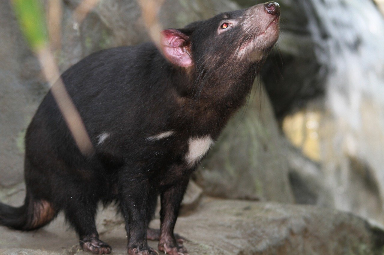通过研究“塔斯马尼亚恶魔”袋獾的胡须可以揭示它们几个月前吃了什么