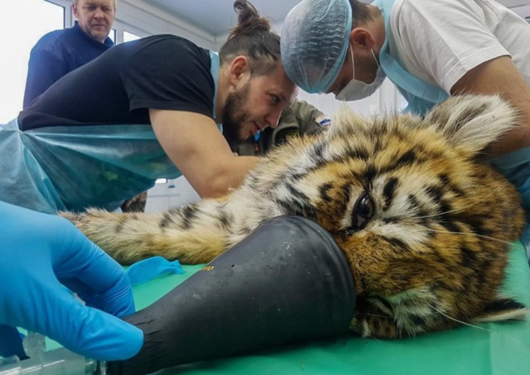 俄罗斯滨海边疆区雌性老虎被严寒冻伤 经过兽医悉心照顾成功逃离鬼门关