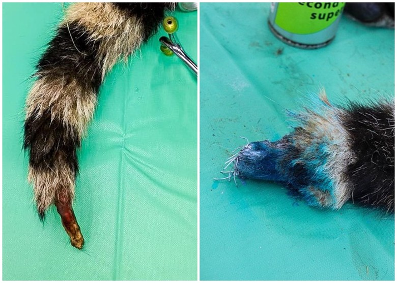 俄罗斯滨海边疆区雌性老虎被严寒冻伤 经过兽医悉心照顾成功逃离鬼门关