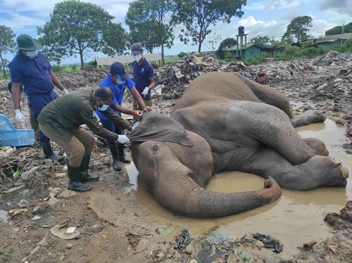 斯里兰卡8年内有超过20只大象因食用塑料垃圾死亡
