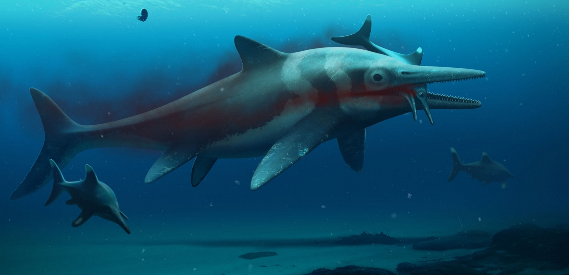 鱼龙是一种海洋爬行类，也是远古海洋中体型最大的掠食者之一。新发现的化石将有助科学家了解它们的演化史。 ILLUSTRATION BY BOB NICHOLLS