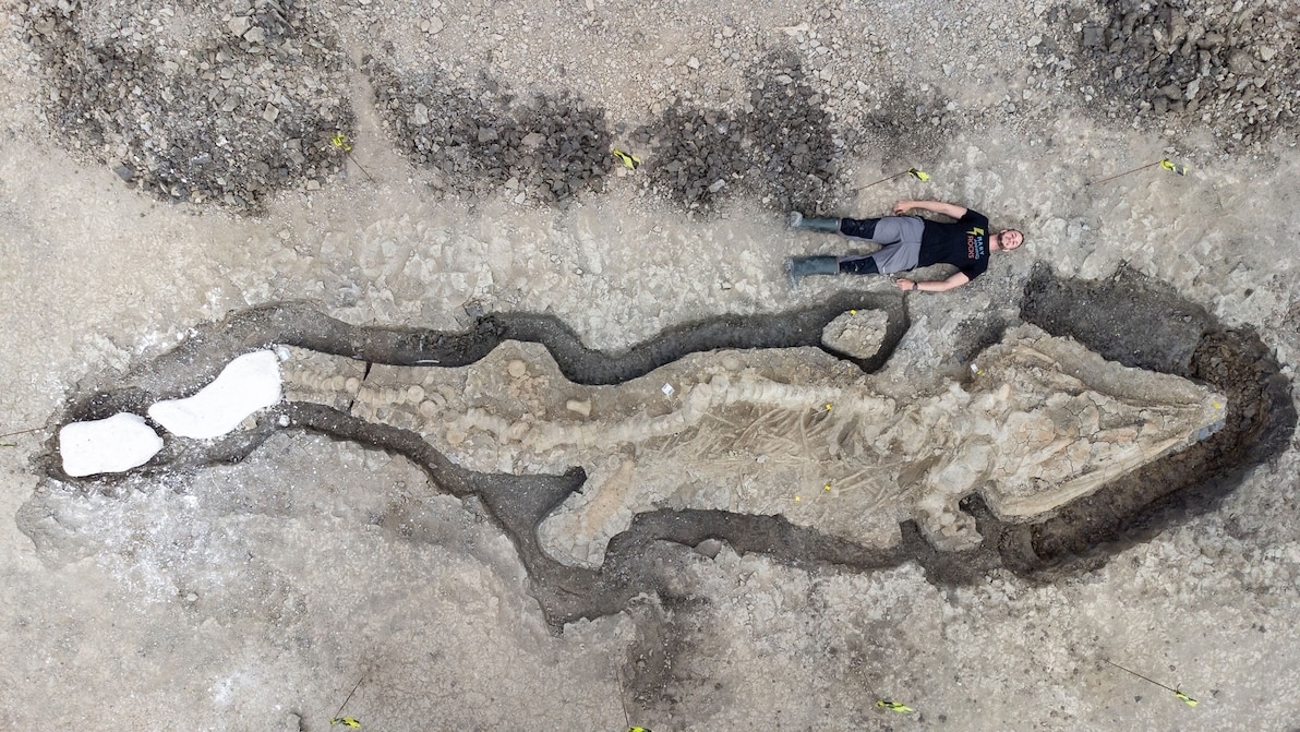 英国发现的大型鱼龙化石遗骸。 PHOTOGRAPH BY ANGLIAN WATER