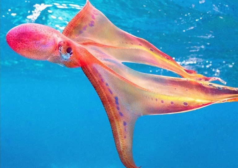 海洋生物学家在澳洲大堡礁潜水意外拍到稀有毡子八爪鱼