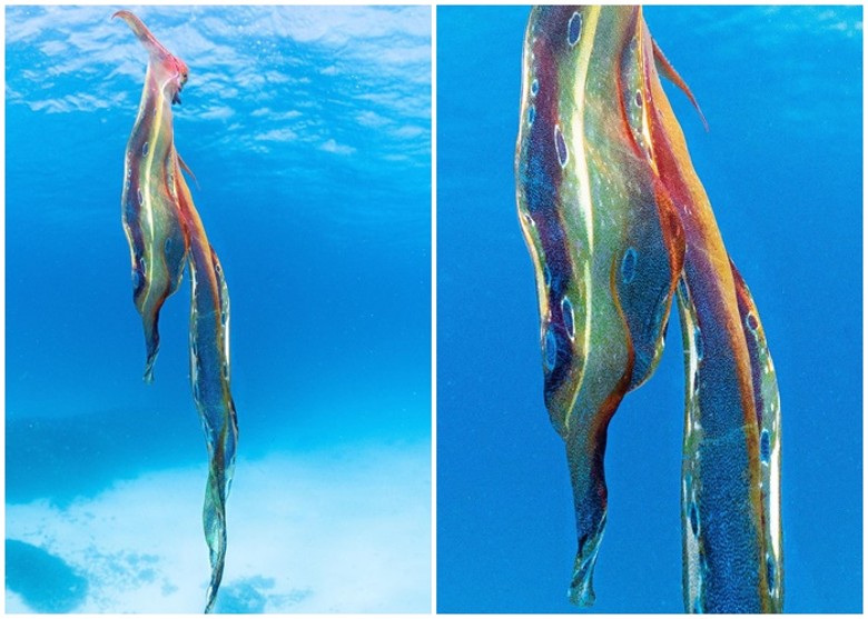 海洋生物学家在澳洲大堡礁潜水意外拍到稀有毡子八爪鱼