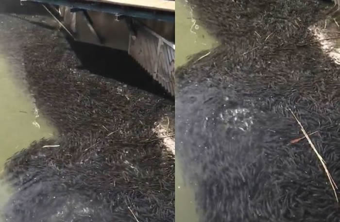 ���������ڽ����׻�ɽ�緢������Х �ձ���Ħ��������Ⱥ�����ۼ�