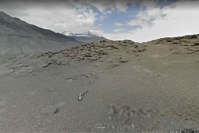 Google Maps南极惊见神秘遗骸 日本教授推测可能是雄性南象鼻海豹