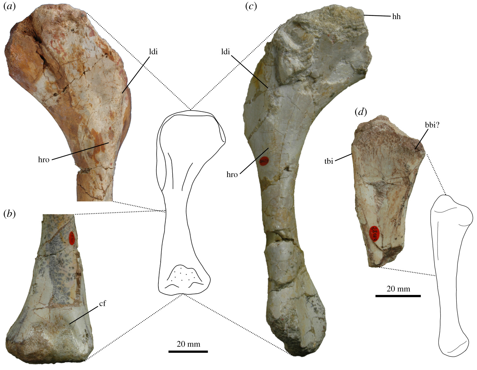 腕龙和梁龙的祖先古槽齿龙用两条腿“跑步”