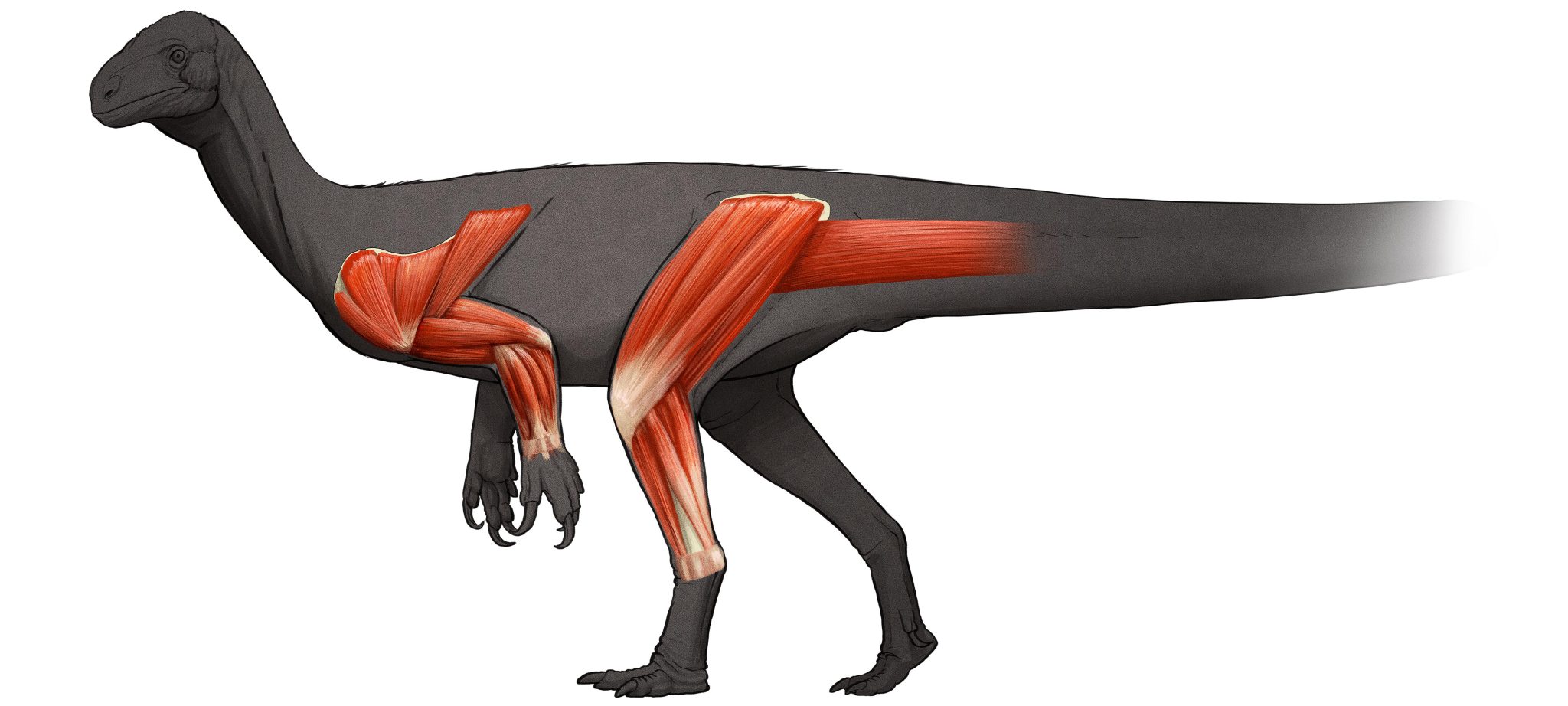 新研究揭示50吨重的蜥脚类恐龙是如何从跟狼一般大小的槽齿龙进化而来