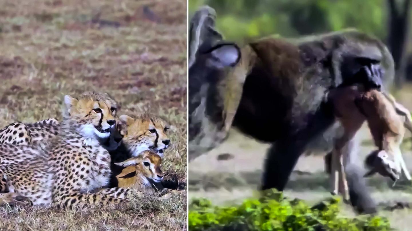 肯尼亚马赛马拉国家保护区小猎豹捕获小瞪羚却不懂如何吃掉 路过狒狒顺手牵羊