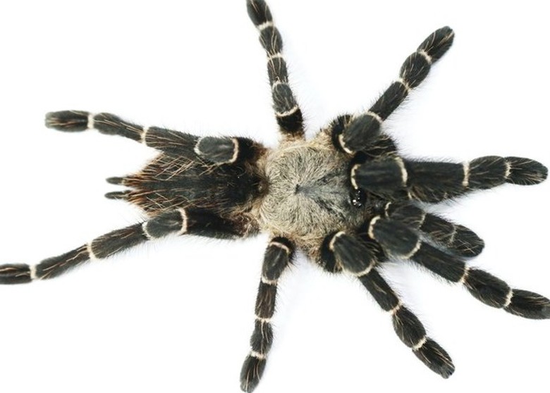 ̩JoCho Sippawat˸ɭ̽ʱⷢƷTaksinus bambus