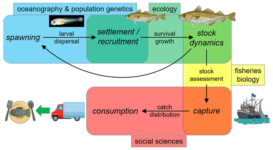 多个研究领域的突破使科学家能够跟踪海洋鱼类的整个生命周期