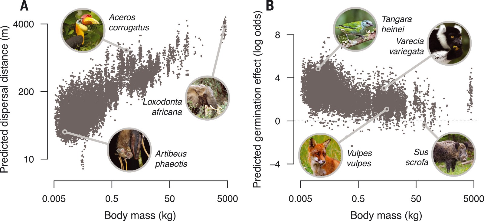 鸟类和哺乳动物的生物多样性丧失如何影响植物适应人类引起的气候变暖的机会