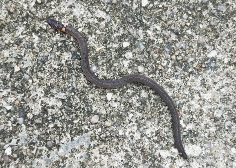 �㶫ʡ�ع���ʼ������ɽʡ����Ȼ����������ϡ�ж�β��ͷ��