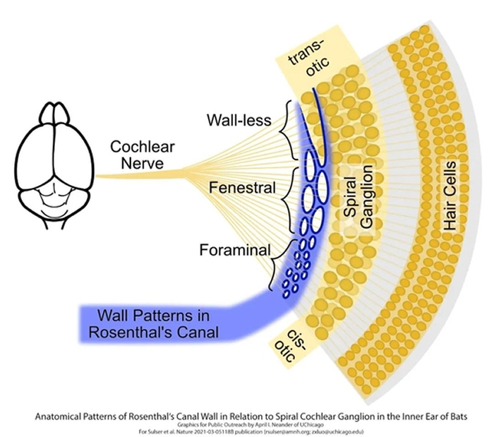 《自然》杂志:罗哲西团队揭开蝙蝠回声定位之谜