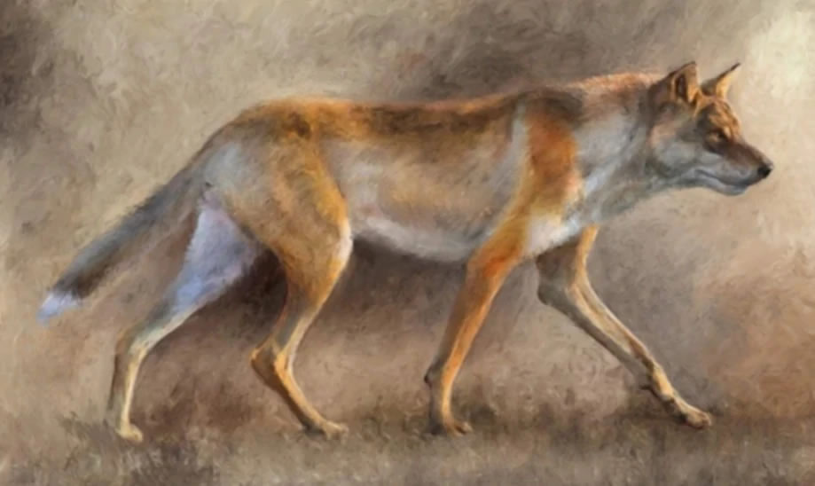 叱咤犬界200万年 异豺竟因为挑食而灭绝