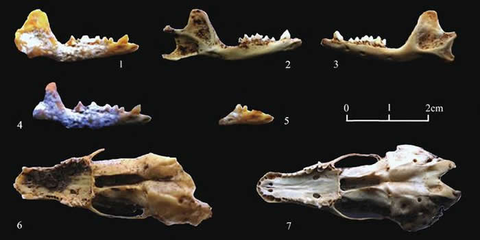 李斯特文卡遗址出土的缺齿鼹标本。(受访者供图)