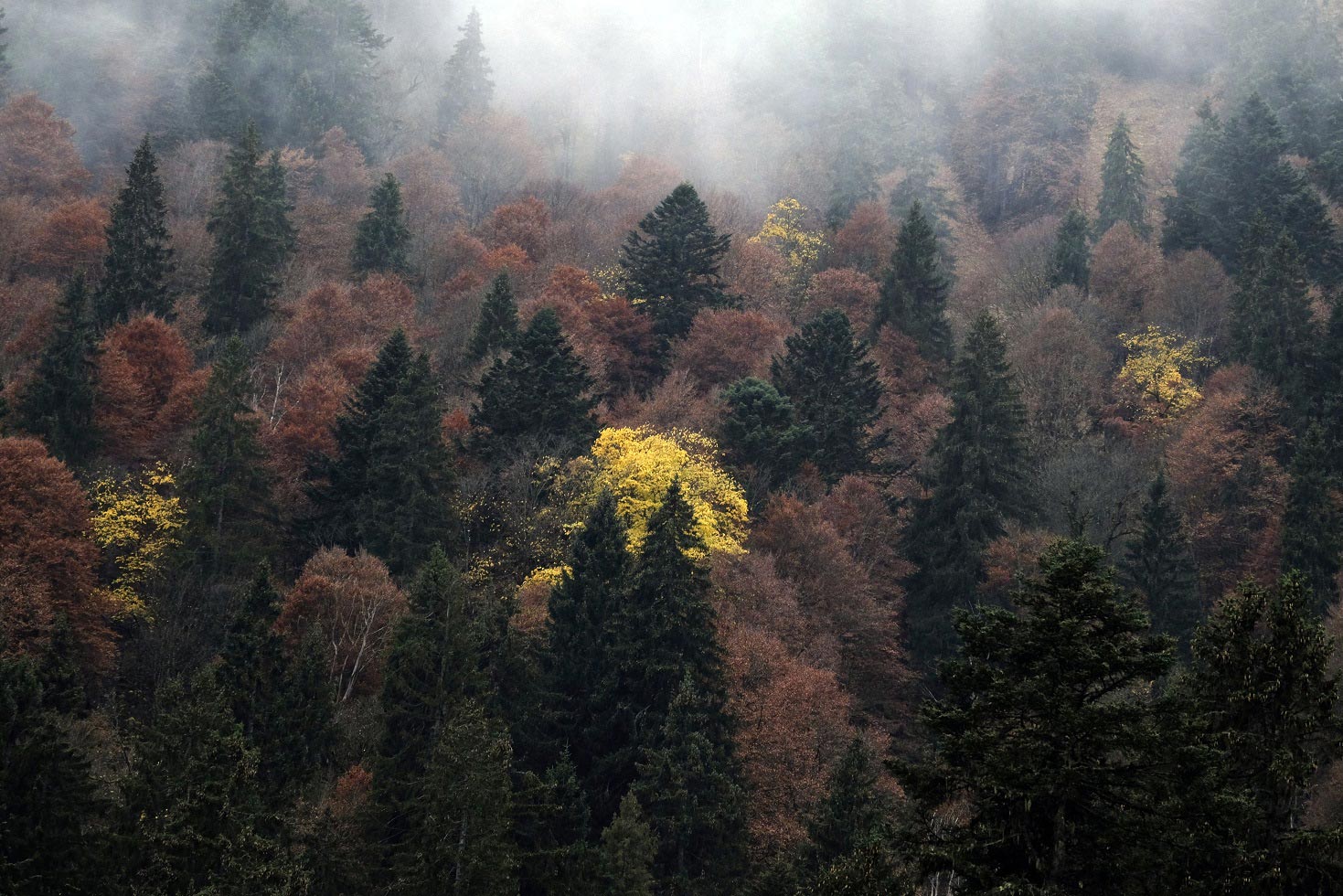 地球上约有73000个树种 包括大约9200个尚未发现的