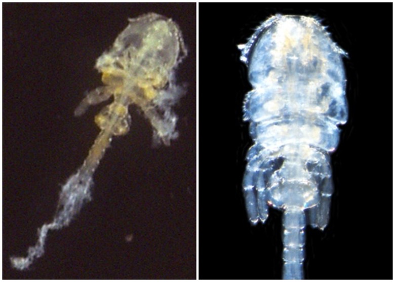 ձ¹̲µļ׿ ҧβ桱