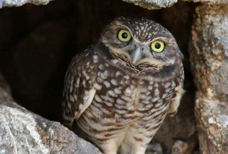 喷假粪播录音 美国加州圣迭戈动物园专家助穴鸮适应新居