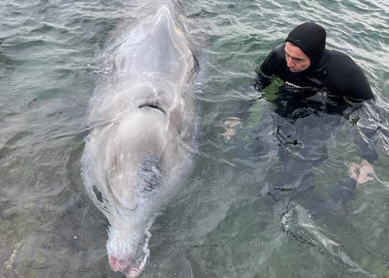 栖息深海的雄性柯氏喙鲸被发现在希腊雅典岸边搁浅 治疗后放归大海