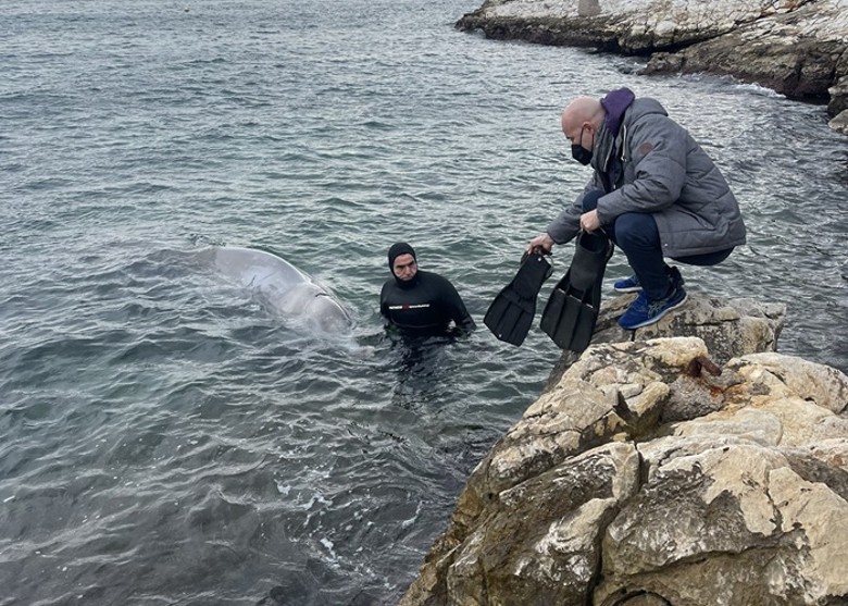 栖息深海的雄性柯氏喙鲸被发现在希腊雅典岸边搁浅 治疗后放归大海