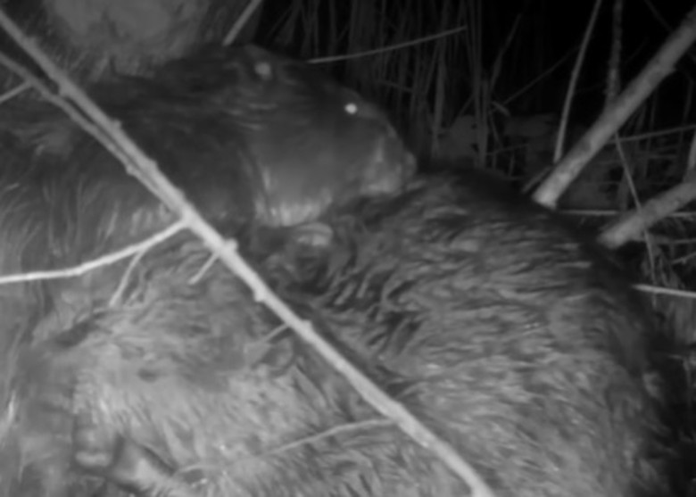 英国英格兰德比郡把两组河狸放归威灵顿湿地 期望帮助生态系统复苏