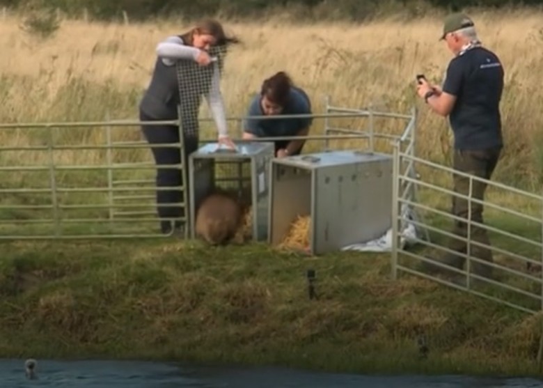 英国英格兰德比郡把两组河狸放归威灵顿湿地 期望帮助生态系统复苏