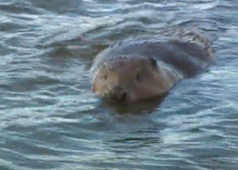 英国英格兰德比郡把两组河狸放归威灵顿湿地 期望帮助生态系统复苏
