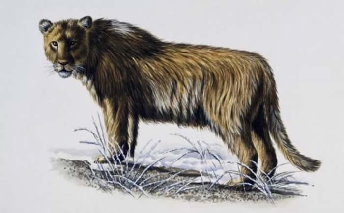 ϻPanthera youngiԭͼͼƬԴ磩