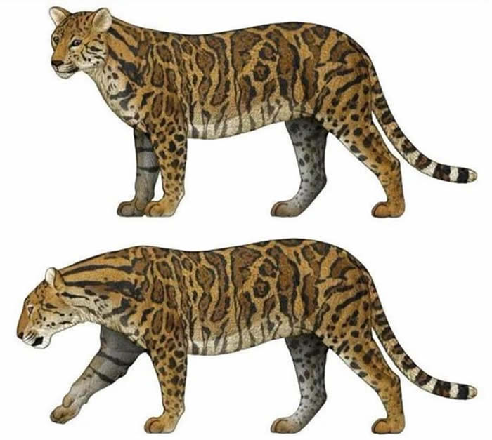 лPanthera palaeosinensisԭͼ 棩