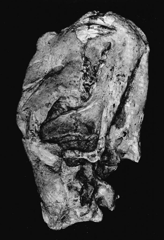 ػPanthera tigris acutidensͷǻʯD. A. Hooijer 1947