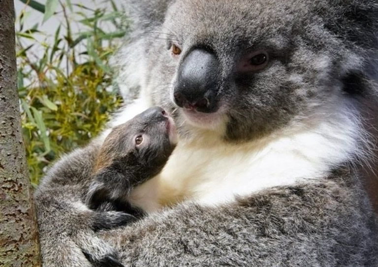欧洲首例:英国威尔特郡朗利特野生动物园雌性南方树熊成功诞下宝宝