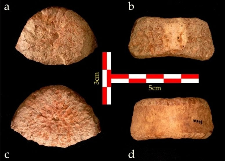 以色列发现150万年前儿童腰椎骨化石 证人类分多次走出非洲