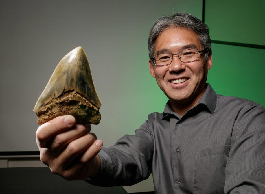 古生物学家Kenshu Shimada(德保罗大学,芝加哥)手持已灭绝的鲨鱼Otodus megalodon的牙齿,即所谓的