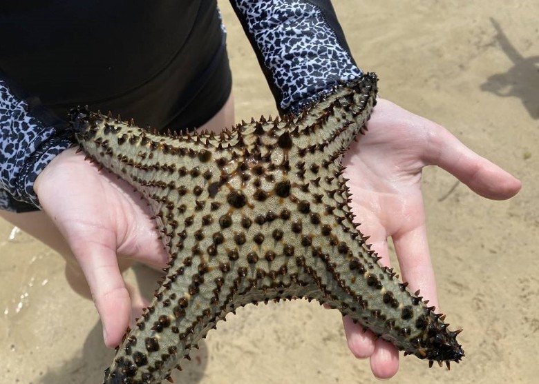 澳洲新南威尔士省大湖学院高中生发现由北方热带水域南来的长龙五角星