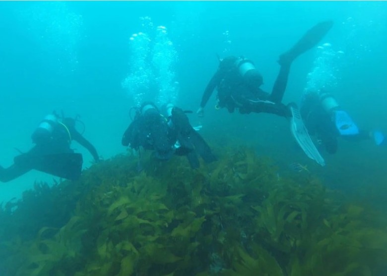 澳洲新南威尔士省大湖学院高中生发现由北方热带水域南来的长龙五角星