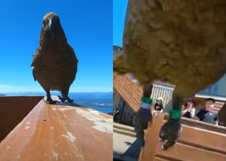 新西兰啄羊鹦鹉偷走运动相机 成大自然摄影师