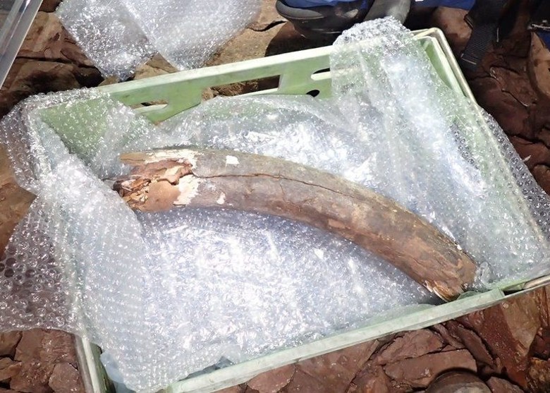 英国德文郡洞穴出土冰河时期长毛象牙、狼骨和犀牛骨等多种化石