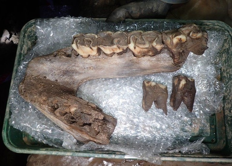 英国德文郡洞穴出土冰河时期长毛象牙、狼骨和犀牛骨等多种化石