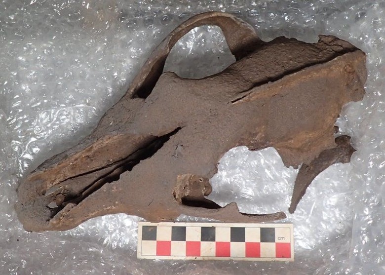 英国德文郡洞穴出土冰河时期长毛象牙、狼骨和犀牛骨等多种化石