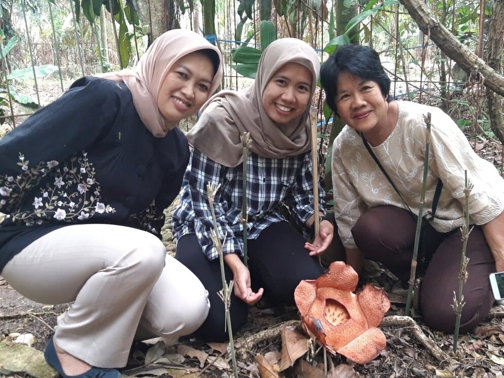 在离雨林很远的印尼爪哇岛茂物植物园，穆尔西达瓦蒂（左）已经成功培育出帕特玛大花草。那里距离该国首都兼全世界人口第二稠密的城市只有一小时车程。 PHOTOGRAP